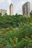 Central Park.jpg