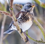 Fieldfare.jpg