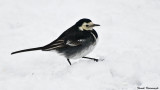 Wagtail.jpg