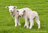 Spring Lamb.jpg