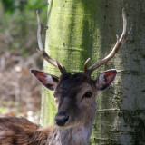 Richmond Park Deer 01.jpg