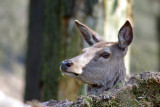 Richmond Park Deer 03.jpg