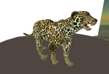 Jaguar (Panthera Onca)_004.jpg