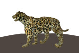 Jaguar (Panthera Onca)_007.jpg