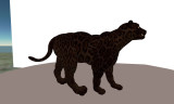 Jaguar (Panthera Onca)_020.jpg