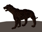 Jaguar (Panthera Onca)_022.jpg
