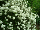 Back outside, a viburnum with flower clusters