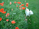 And back at my garden, Buffy and the poppies!