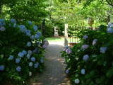 Hydrangea view