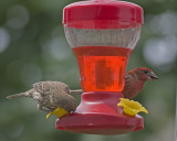 Hummer Finches
