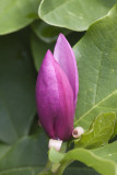Tulip Tree Bud