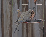 Doves Luv Thistle Seed