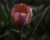 Red Tulip
