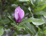 Tulip Tree