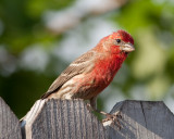 Red House Finch