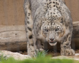 Snow Leopard