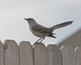 Gray Catbird