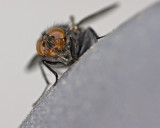 Fly