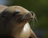 Sea Lion In the Sun