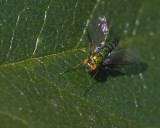 Small Iridescent Green Fly