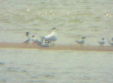 Royal Tern - 7-26-08 Dacus Bar - TN