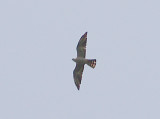 Mississippi Kite - subadult  female