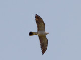 Mississippi Kite - adult  female - 8-17-08