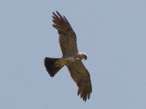 Mississippi Kite - adult female - 8-17-08 -