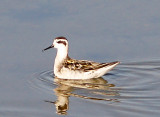 Red-necked Phalarope - 9-7-08 Juv. phalarope mark