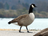 Canada Goose - banded in Shelby Co. June -2006