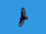Red-tailed Hawk - 1-31-09 Dark Morph Harlans
