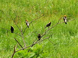 Bobolinks - 5-3-09 Ensley Bottoms