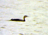 Pacific Loon - Eagle Creek -11-27-09