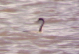 Western Grebe - 11-28-09 Arkabutla Lake, MS