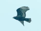 Red-tailed Hawk - 12-6-09 Tunica Intermediate Harlans