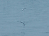 Little Gull - 12-13-09 adult Reelfoot  Lake