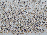 Arkabutla Gulls - 1-10-10 Crowded Ice