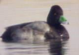 Lesser Scaup - 2-1-2010 Ensley-Memphis TN bill tag