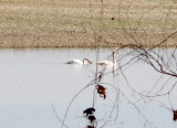 Trumperter Swan - 2-7-2010 2 of 3 immatures in Lake Co.