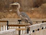 Great Blue Heron - Shelby Farms Fishing Dock