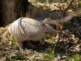 Nine-banded Armadillo - 2-28-10 Ensley Bottoms