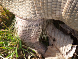 Armadillo - mud flaps