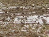 American Golden-Plover - 3-13-2010 Tunica Co. MS
