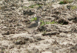 American Golden-Plover - 3-20-10 DeSoto Co. 1.jpg
