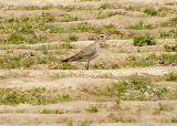 American Golden Plover - DeSoto Co. MS