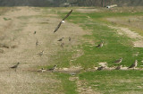 American Golden-Plover - 3-20-10 DeSoto Co. flock