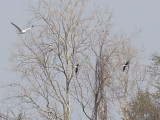Black-necked Stilt - 3-20-10 - pair TVA Lake