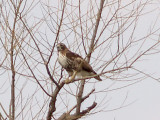 Red-tailed Hawk - 3-20-10 eastern - dark belly band