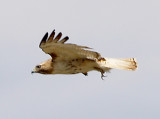 Red-tailed Hawk - 3-20-10 eastern - pale tail