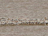 American White Pelican - 3-13-2010 feeding